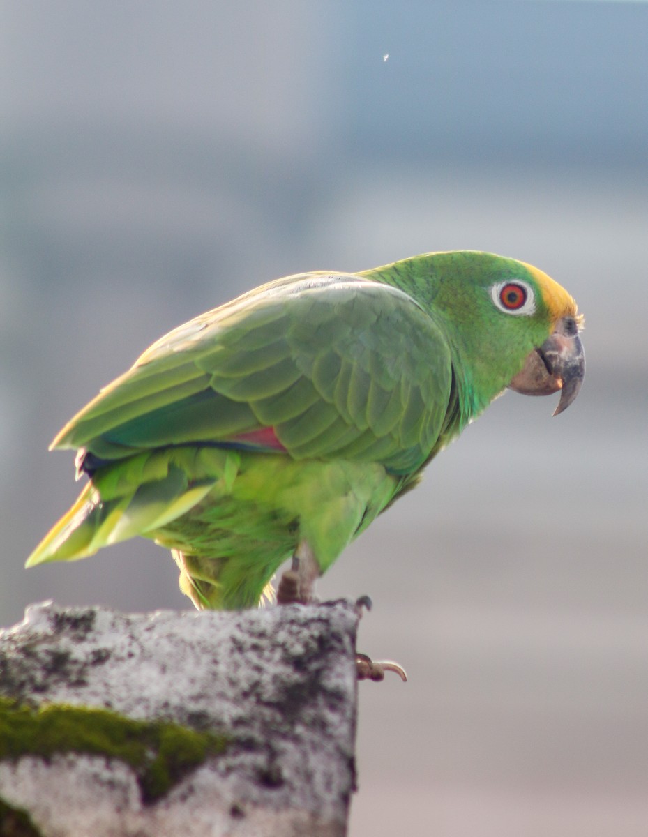 Yellow-crowned Parrot - ML487014921