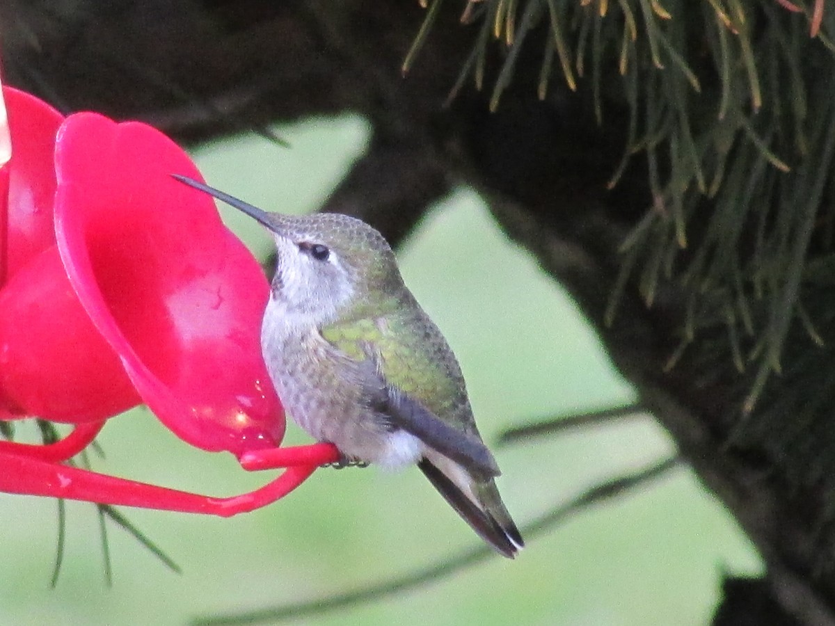 Anna's Hummingbird - Robert Sallee