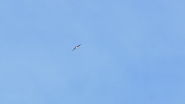 Eurasian Sparrowhawk - ML487015521