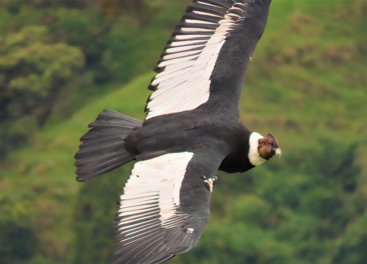 Andean Condor - ML487017671