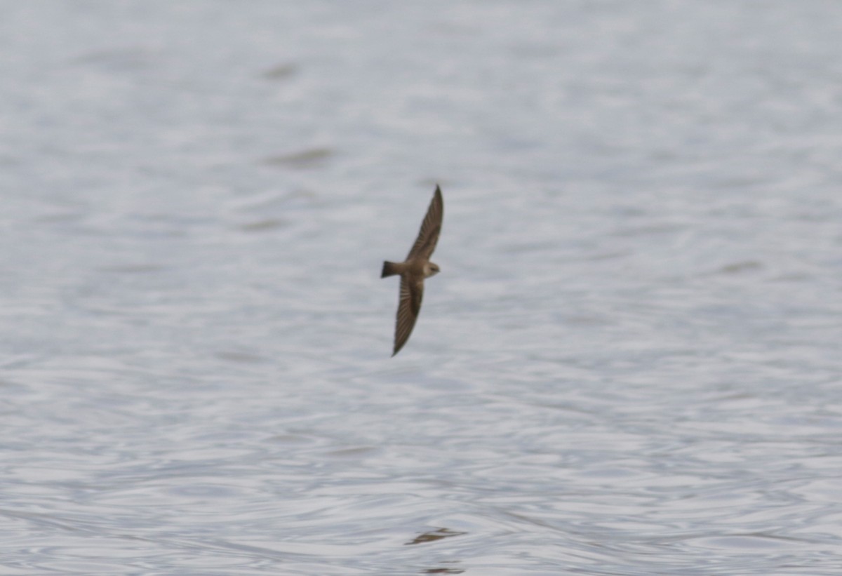 Northern Rough-winged Swallow - Abril Heredia