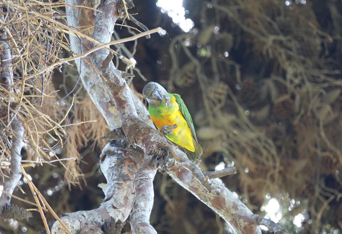 Senegal Parrot - Molly A. Hirst 🐑