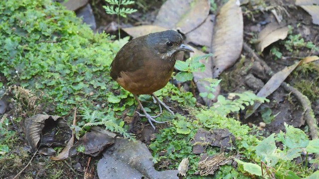Moustached Antpitta - ML487029571