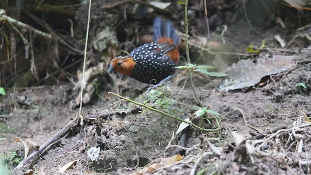 Ocellated Tapaculo - ML487031181