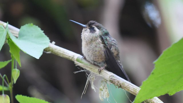 Speckled Hummingbird - ML487038911
