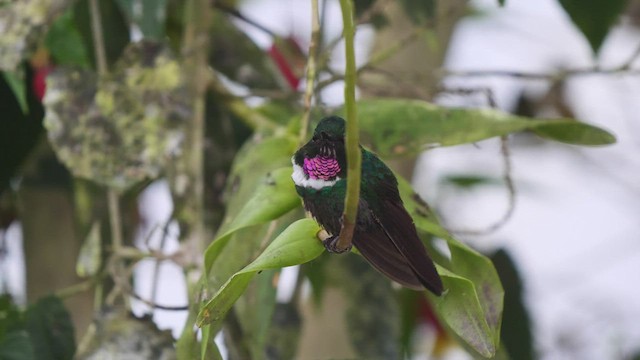 kolibřík bělolímcový - ML487040151