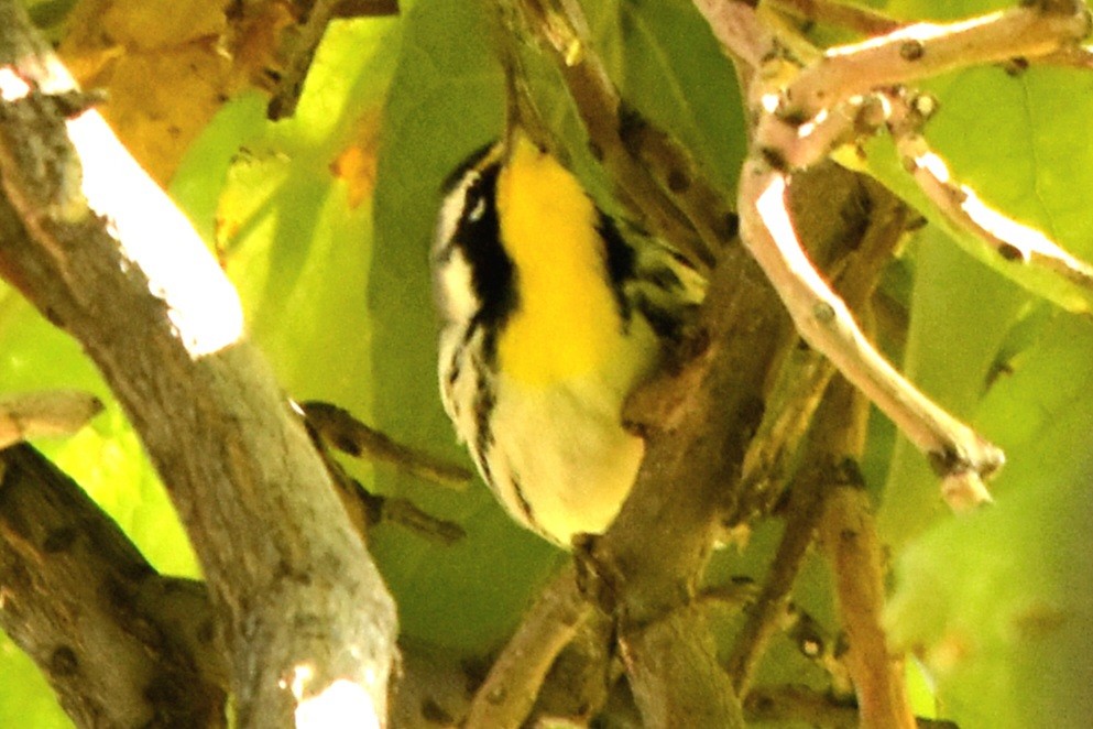 Yellow-throated Warbler - ML487044131