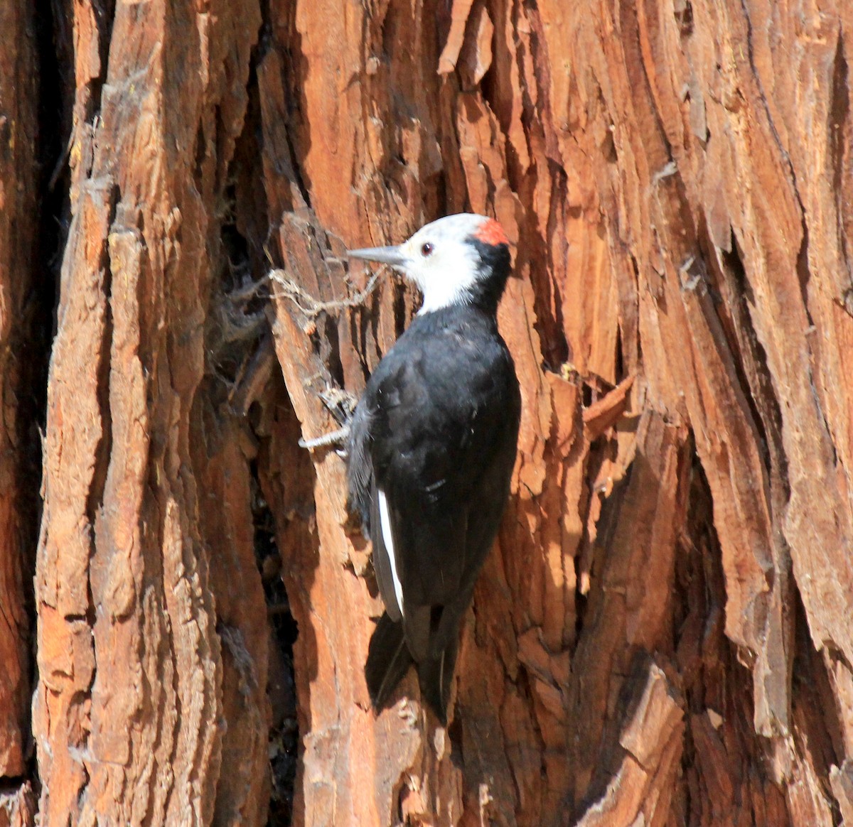 White-headed Woodpecker - ML487049521