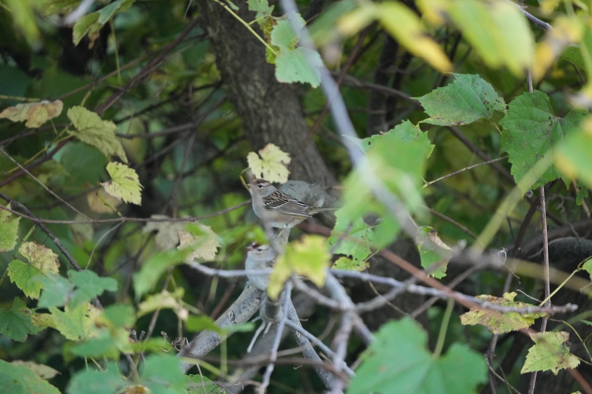 White-crowned Sparrow - ML487049661