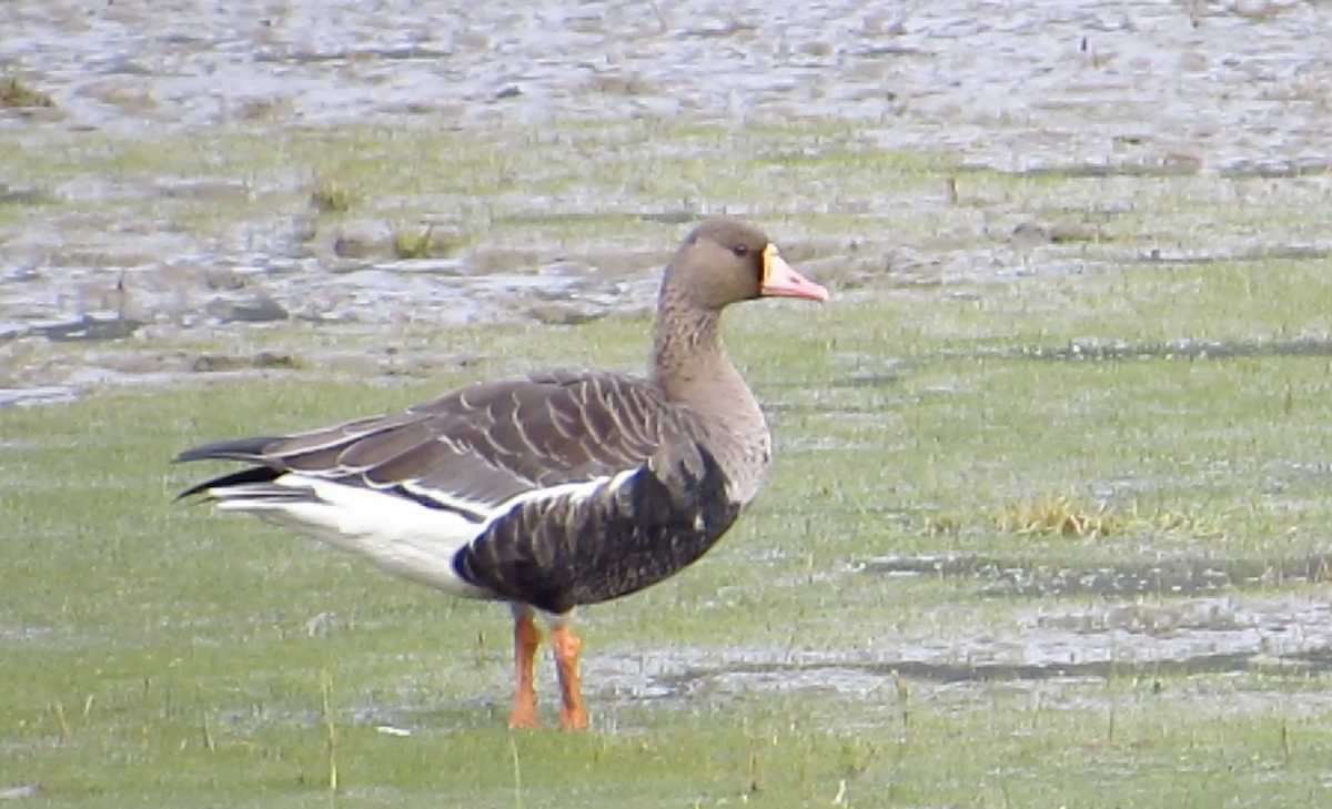 Greater White-fronted Goose - ML487049911