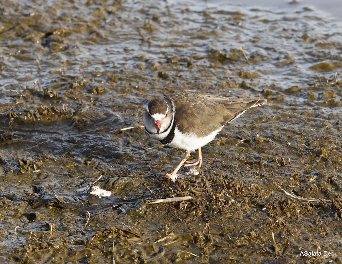 Three-banded Plover (African) - ML487050981