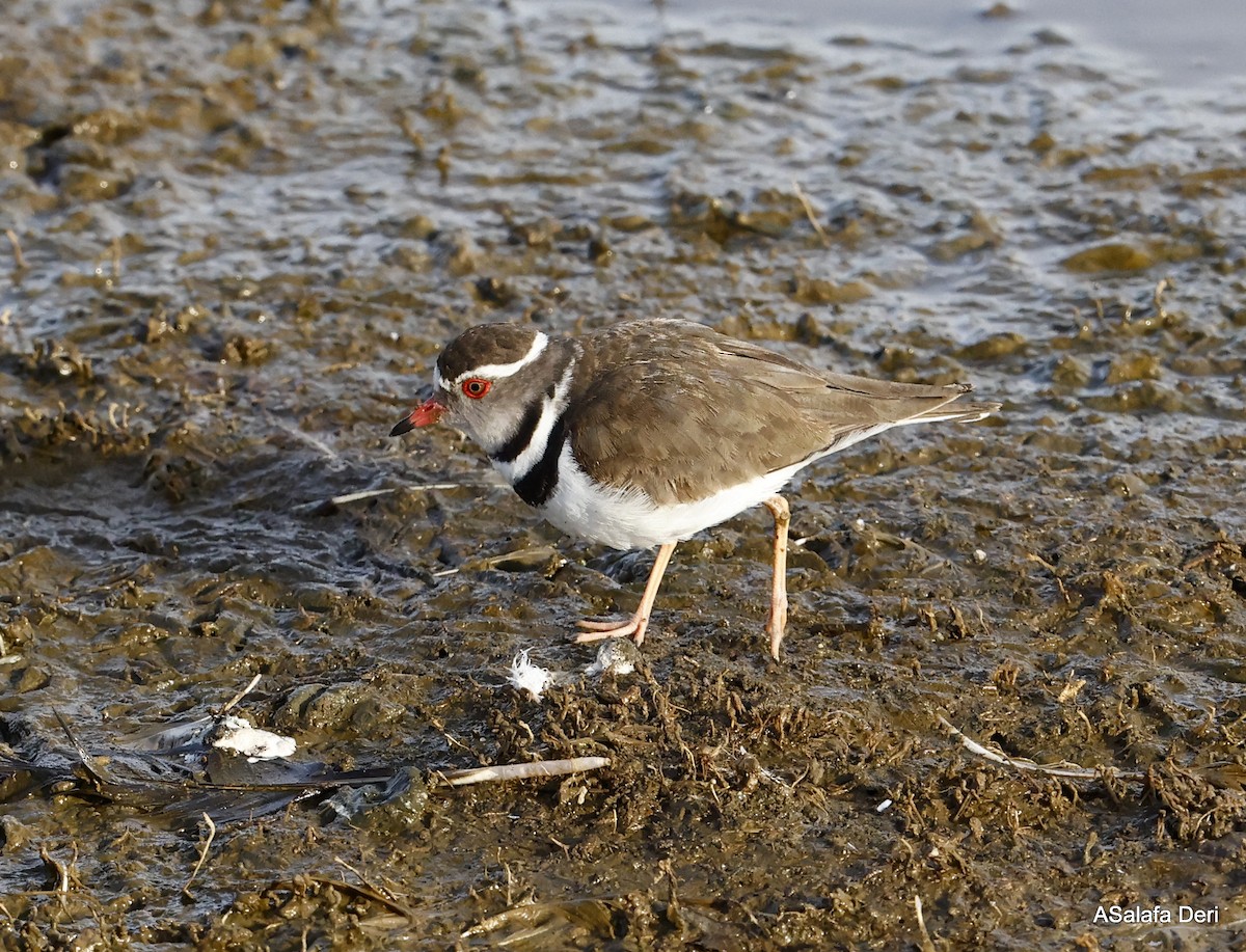 Three-banded Plover (African) - ML487050991