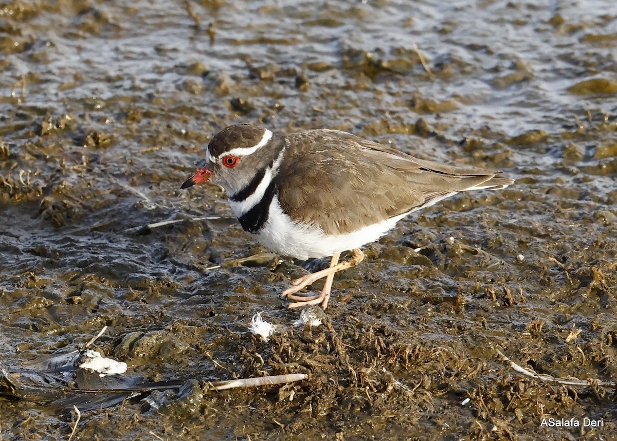 Three-banded Plover (African) - ML487051001