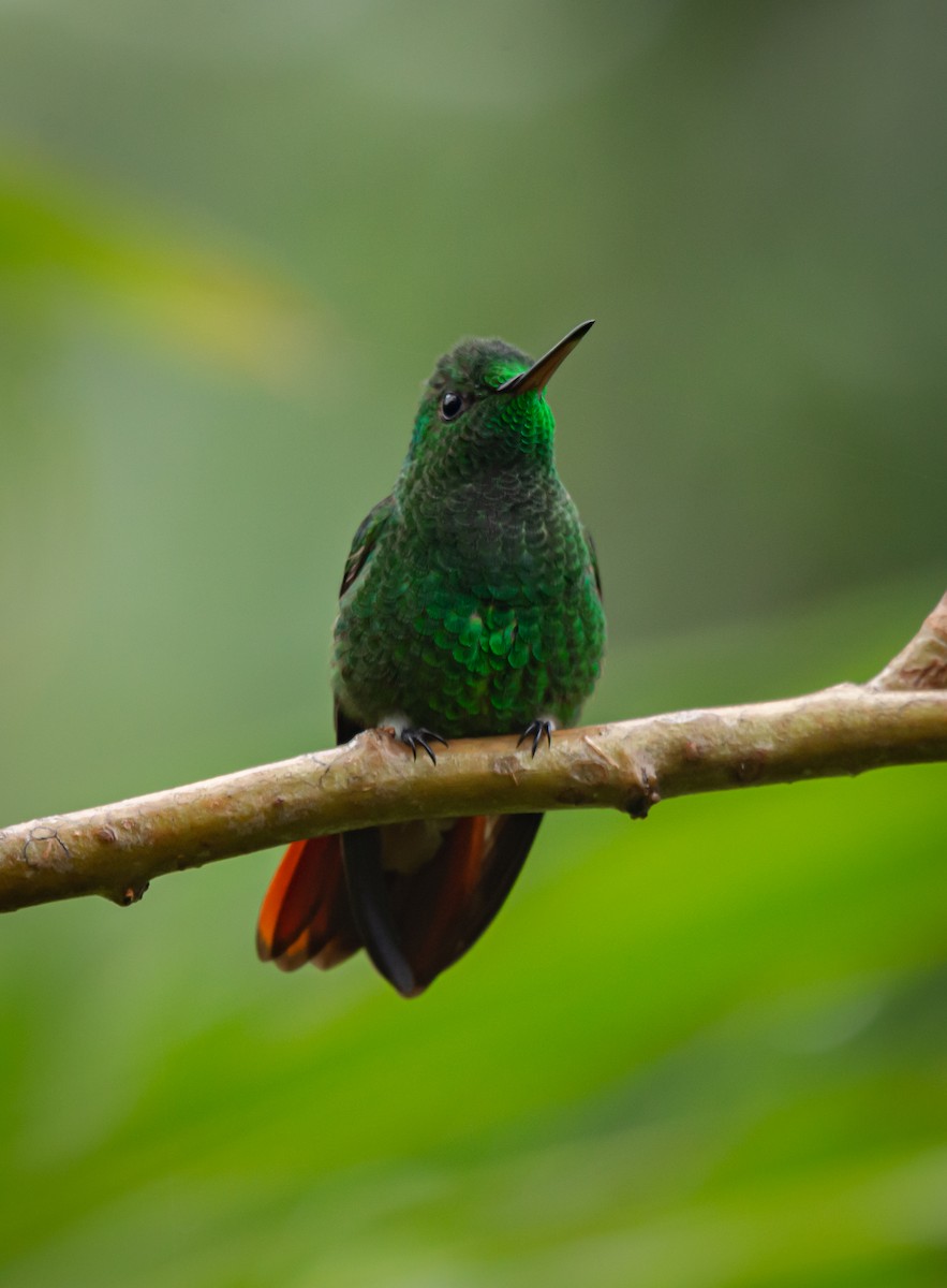 Berylline Hummingbird - Daniel Mérida