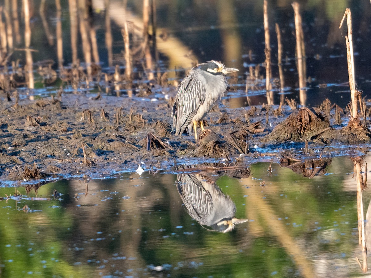 eBird Checklist - 24 Sep 2022 - Lincoln Saline Wetlands Nature Park ...