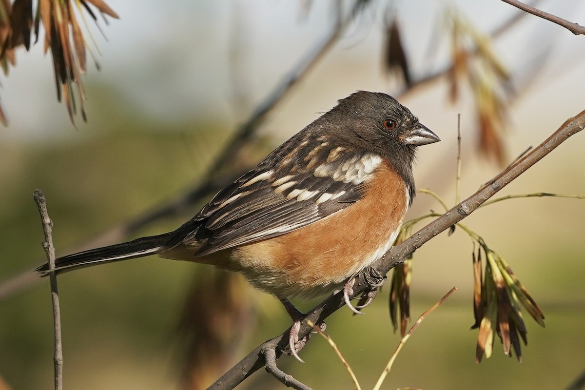 Spotted Towhee - Dana Siefer