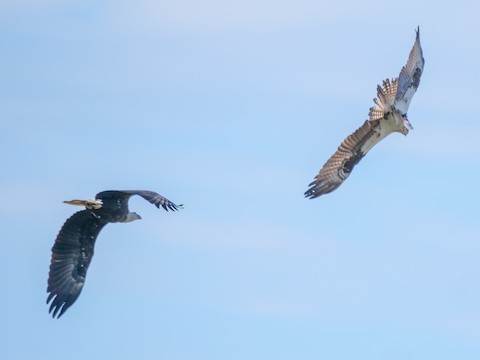 Osprey (carolinensis) - Roger Horn