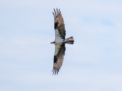 Osprey (carolinensis) - Roger Horn