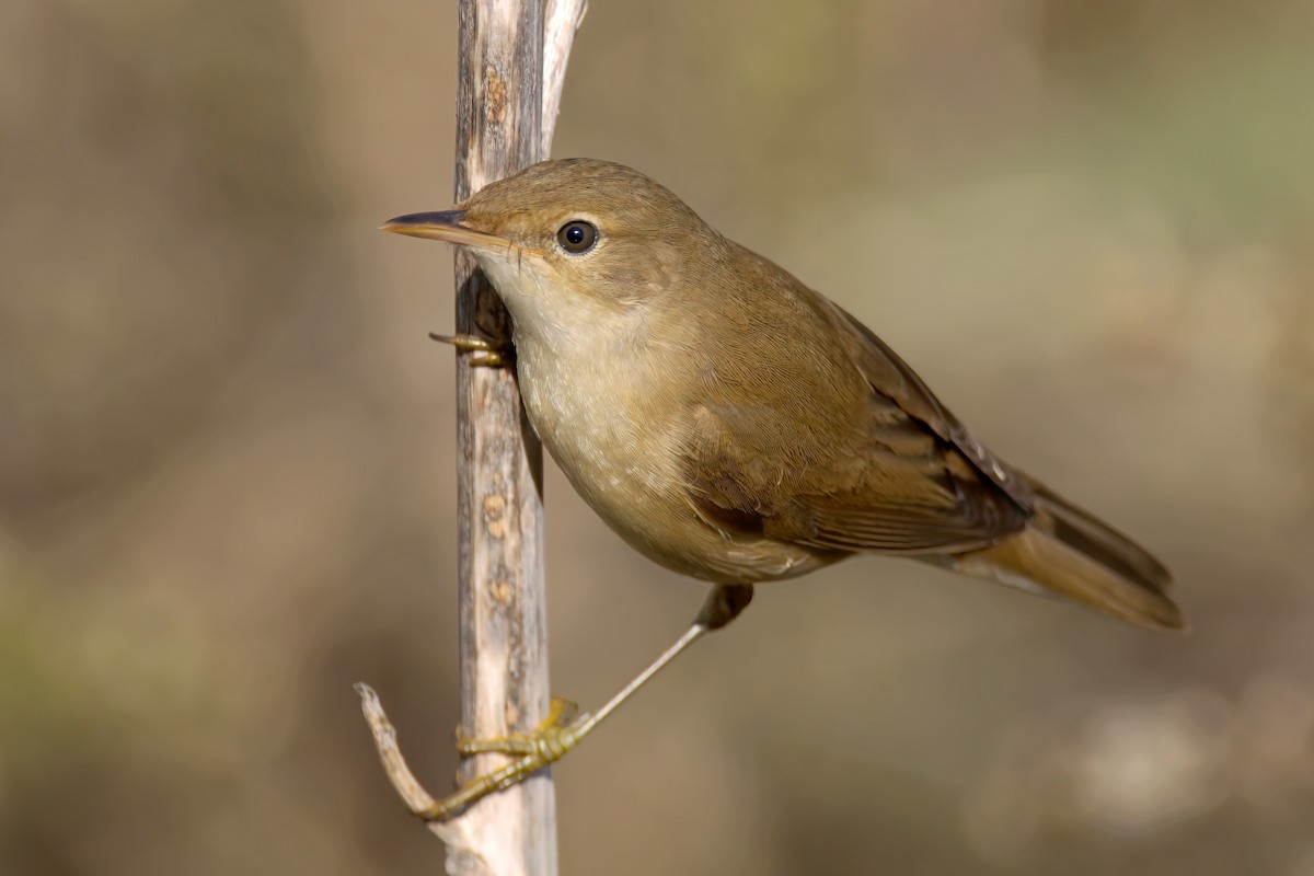Common Reed Warbler - ML487059941