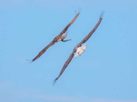 Bald Eagle - Roger Horn