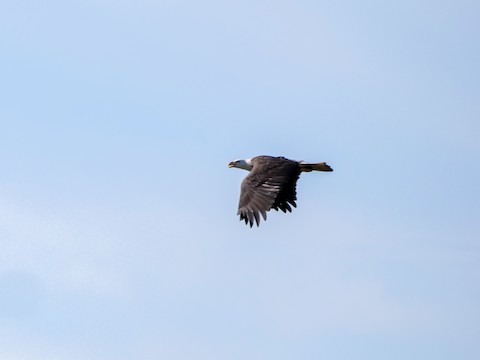Bald Eagle - Roger Horn