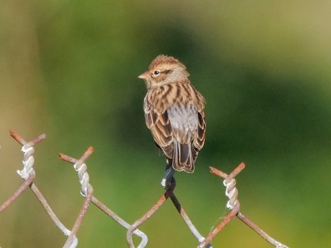 Chipping Sparrow - Roger Horn