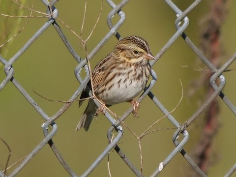 Savannah Sparrow - Roger Horn