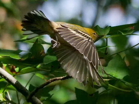 Bay-breasted Warbler - Roger Horn