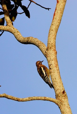 Yellow-bellied Sapsucker - Kathleen Horn