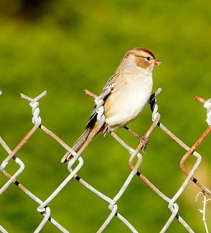 White-crowned Sparrow - Kathleen Horn