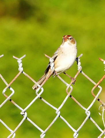 White-crowned Sparrow - Kathleen Horn