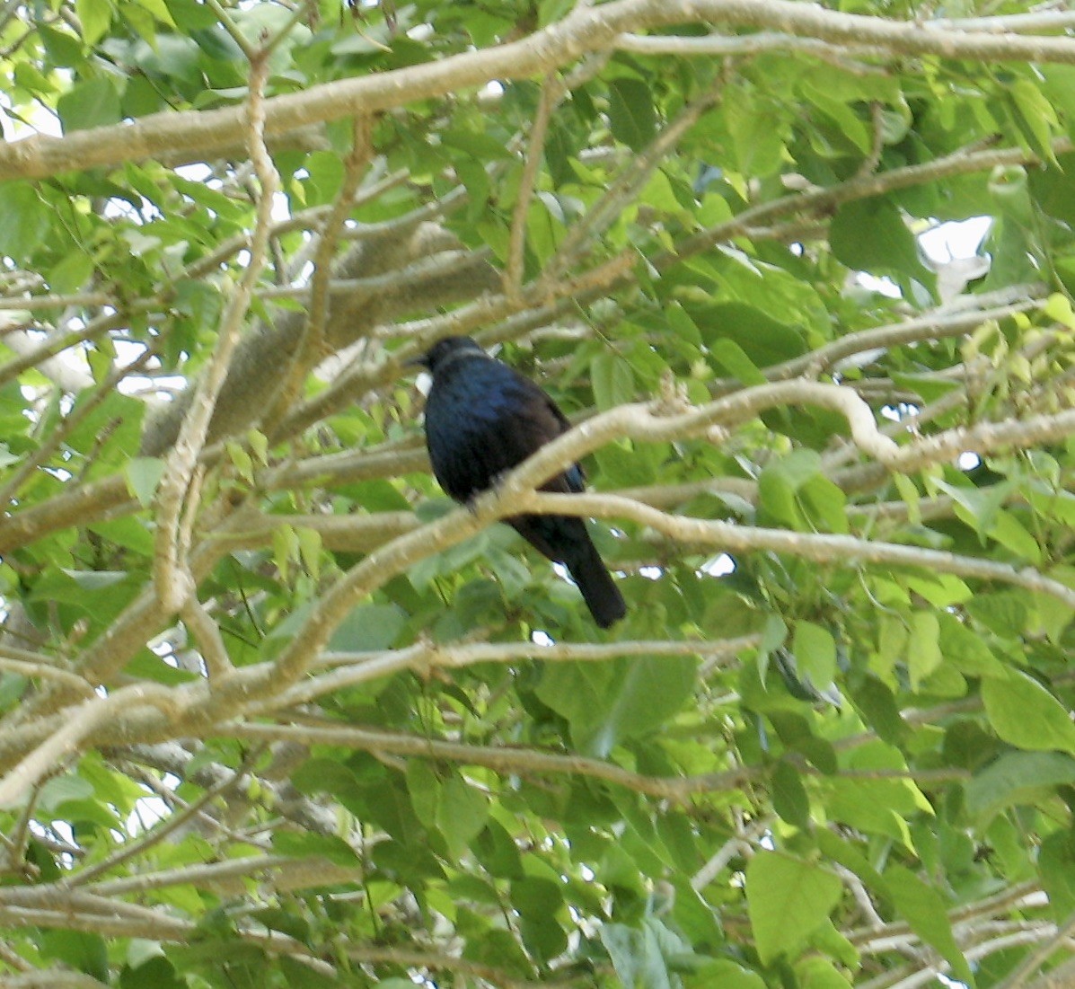 Eurasian Blackbird - ML487065471