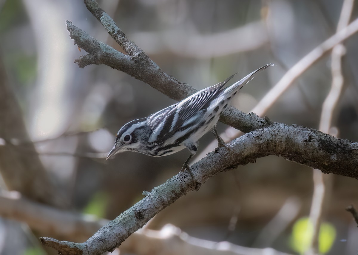 Black-and-white Warbler - ML487070151