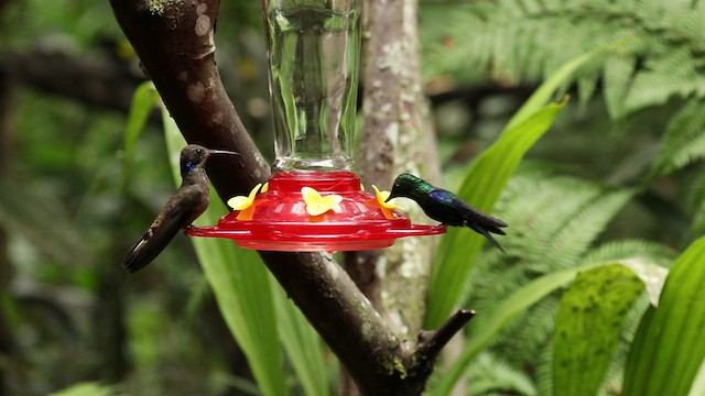 kolibřík fialovouchý - ML487075481