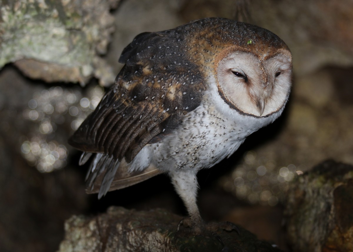 Barn Owl (Galapagos) - Louis Hoeniger
