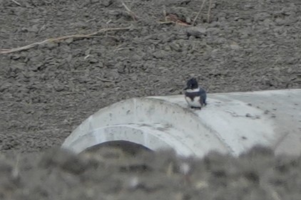 Belted Kingfisher - ML487090621