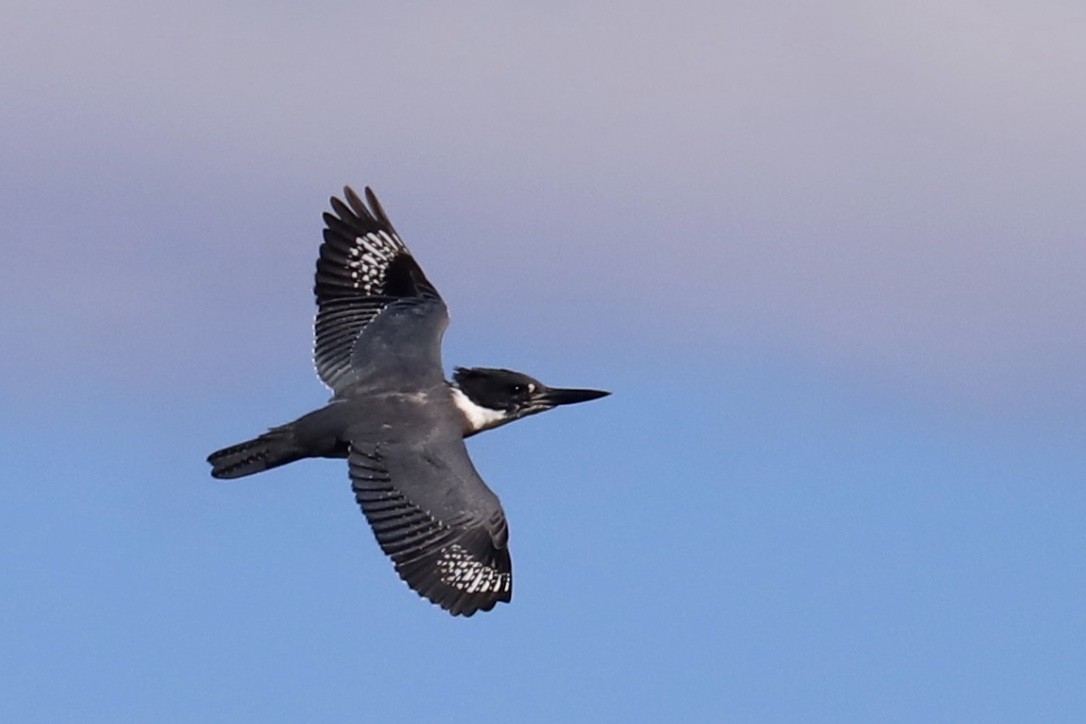 Belted Kingfisher - ML487100101