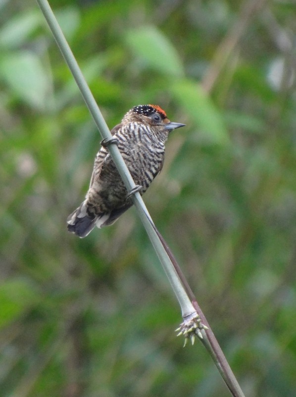 White-barred Piculet - ML48710061