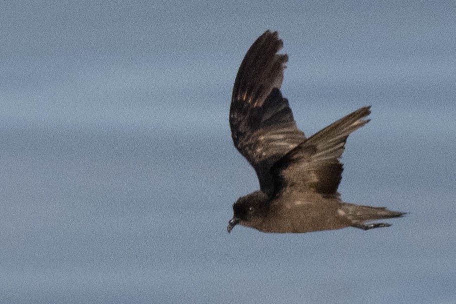 Ml487105101 least storm petrel macaulay library