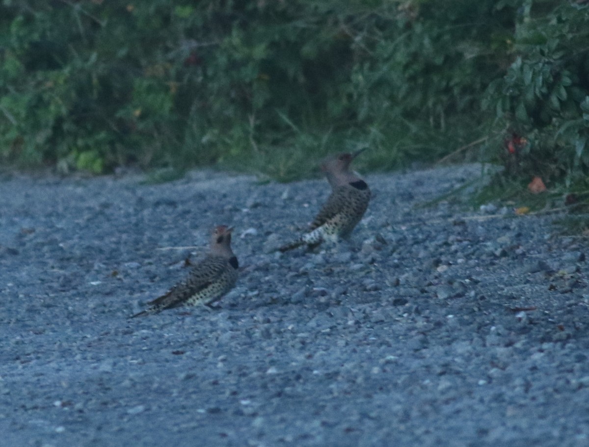 Northern Flicker (Yellow-shafted) - ML487106371