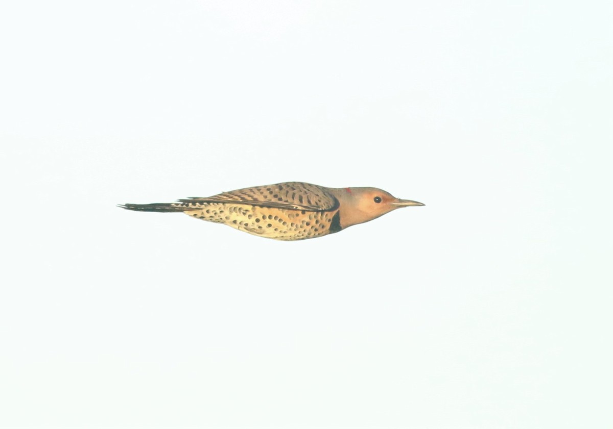 Northern Flicker (Yellow-shafted) - ML487107081