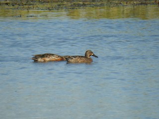 Blue-winged Teal, ML487110101