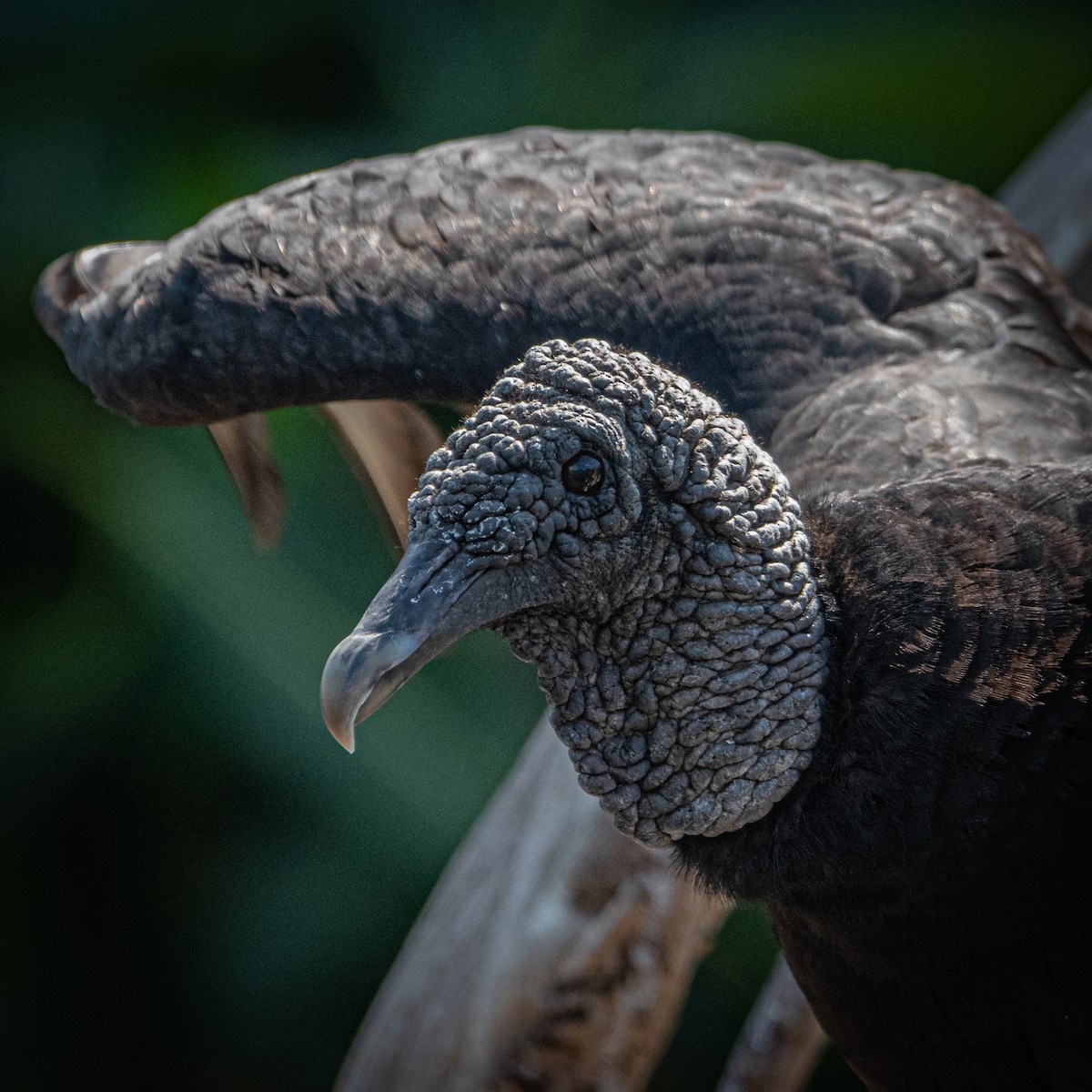 Black Vulture - Miguel Ávila Álvarez