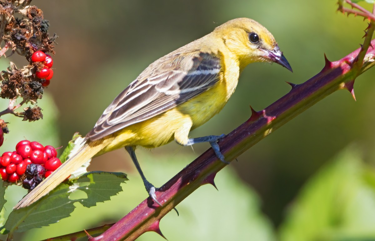 Orchard Oriole - ML487115921