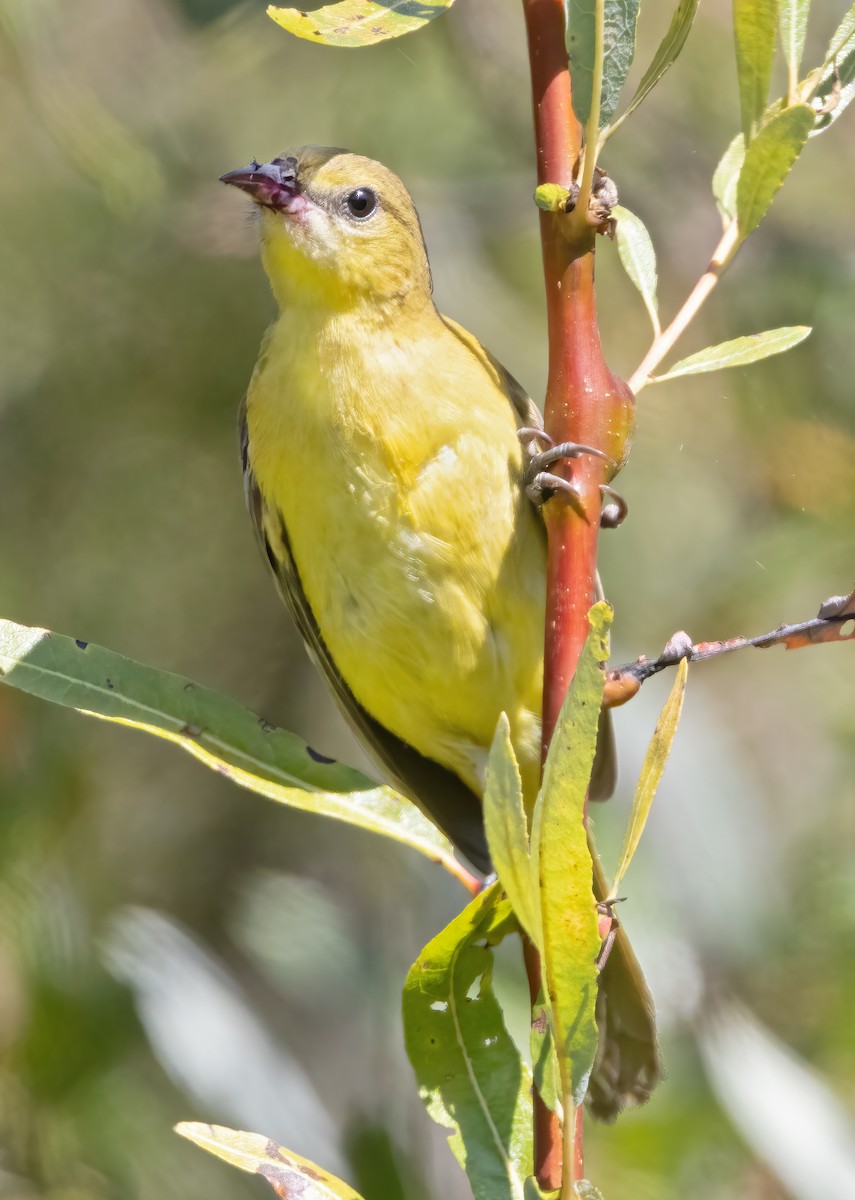 Orchard Oriole - ML487115931