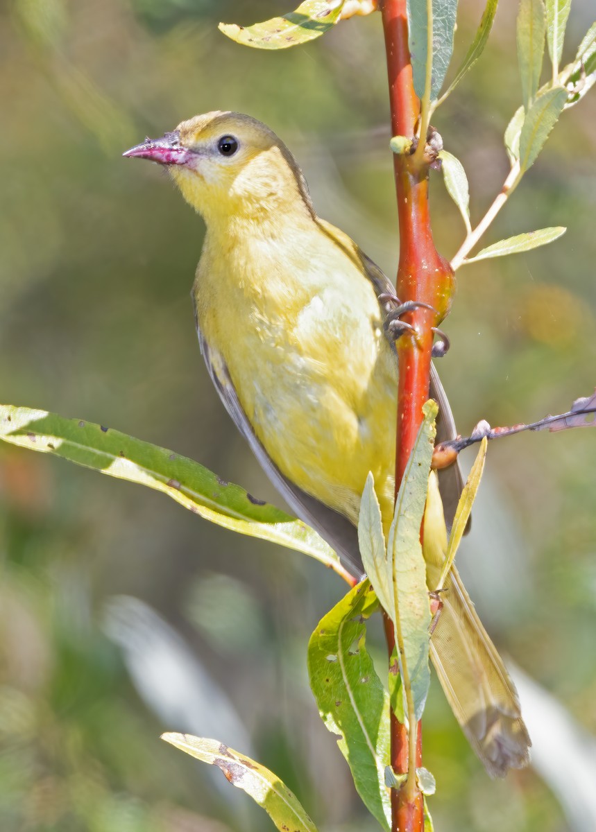 Orchard Oriole - ML487115941