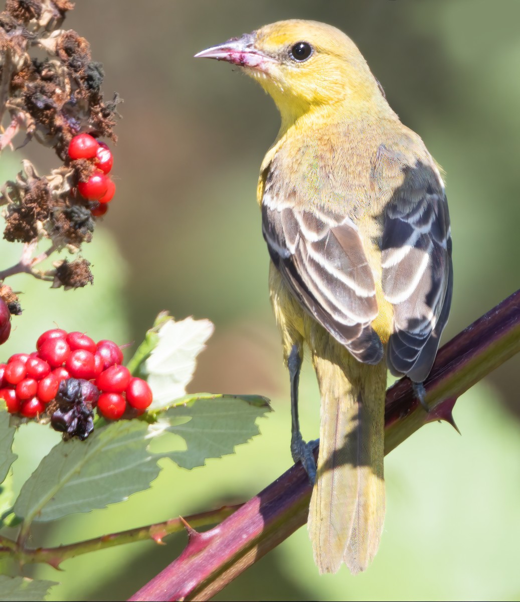 Orchard Oriole - ML487115951
