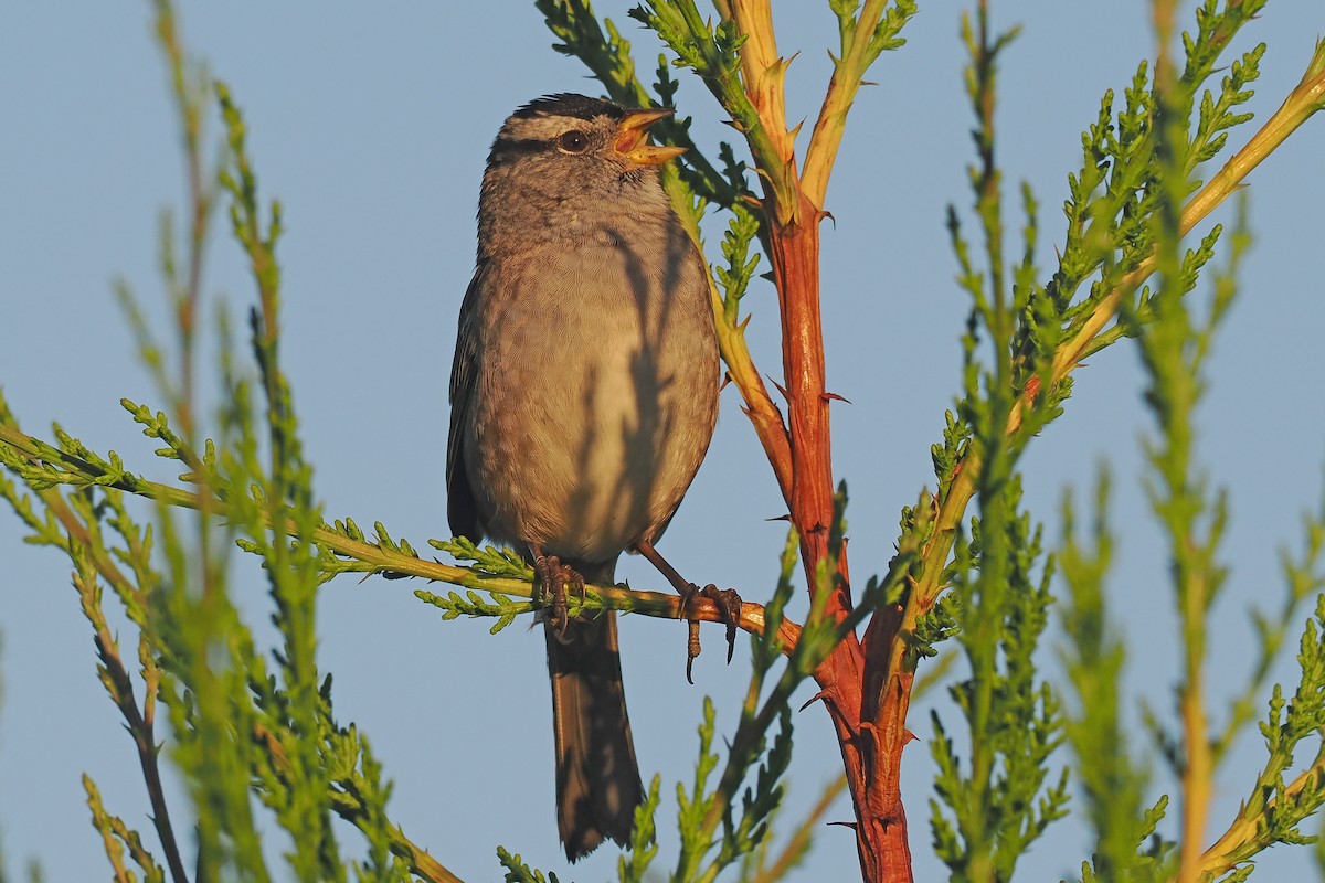 White-crowned Sparrow - ML487116971