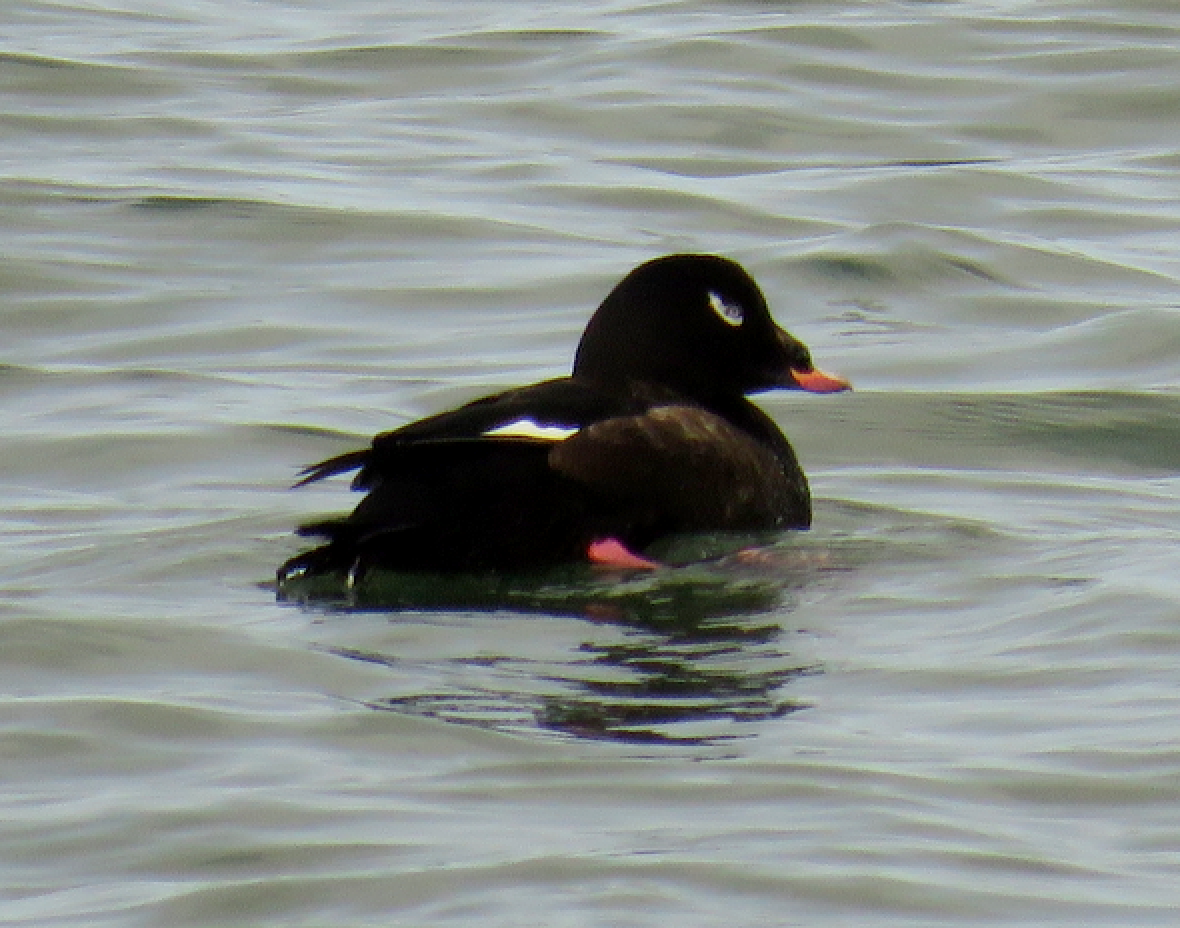 White-winged Scoter - Molly Sultany