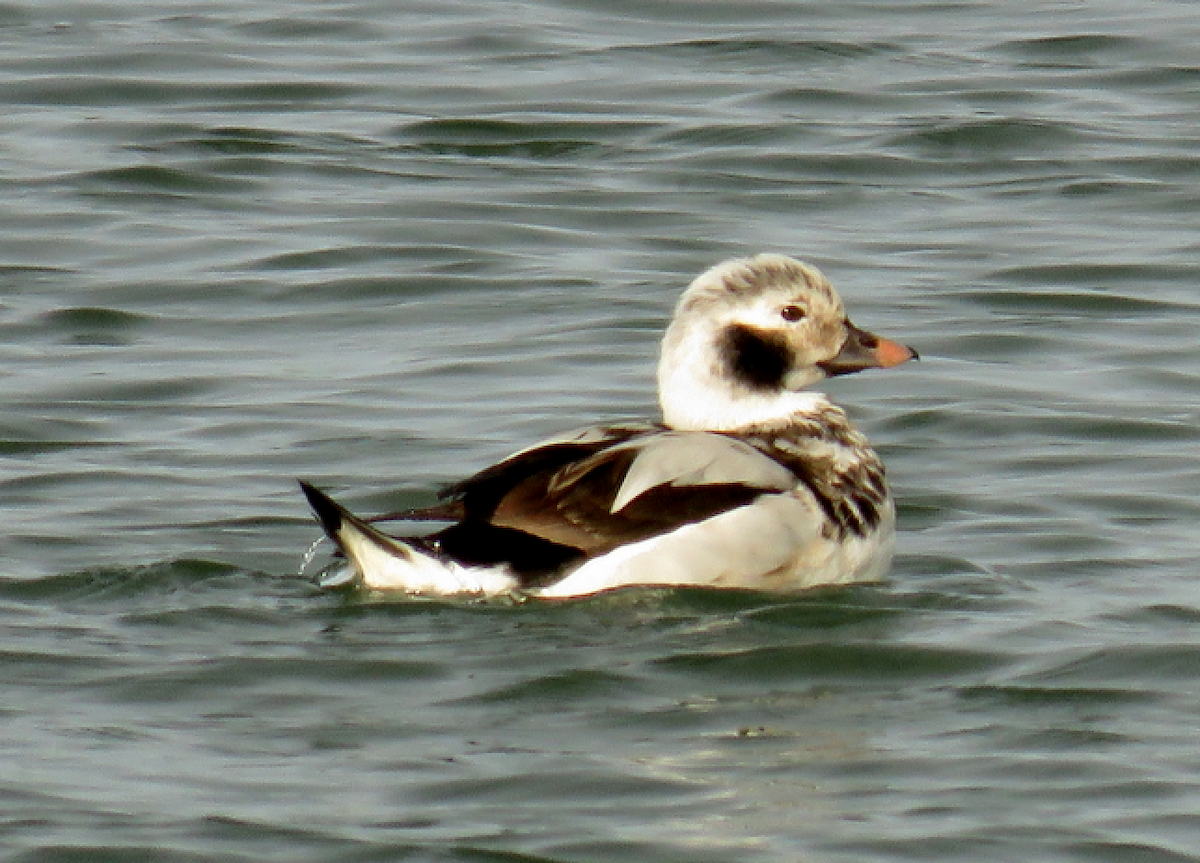 Long-tailed Duck - Molly Sultany